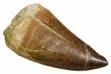 Fossil Mosasaur (Hainosaurus) Tooth - Morocco #353206-1